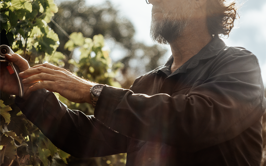 Circulus Pinot Noir: Past, Present & Pour