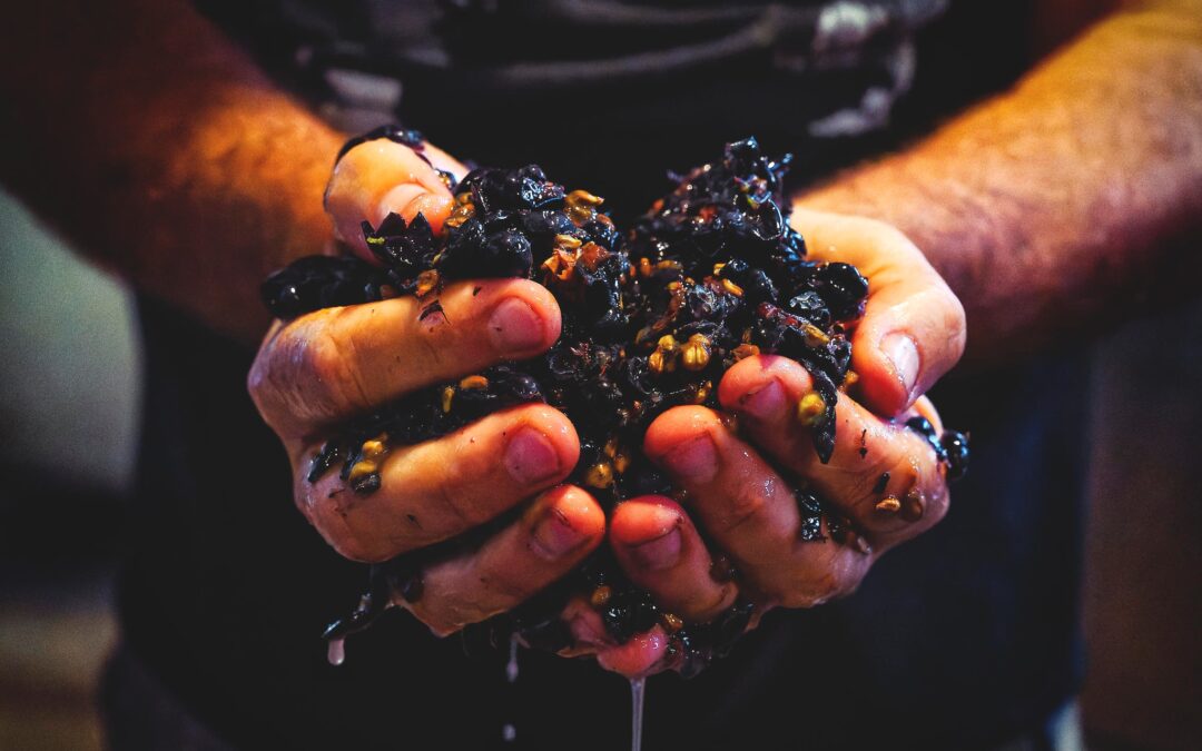 Pinot in Contrast: Moorabool vs Bellarine